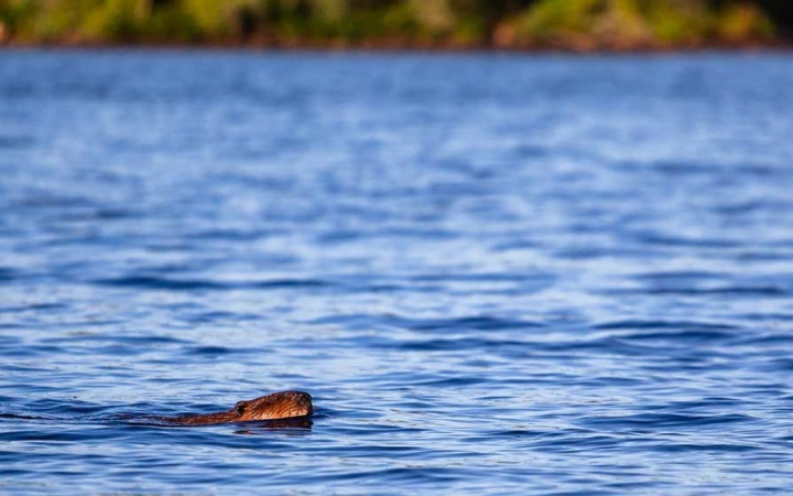 A beaver swims through blue lake water